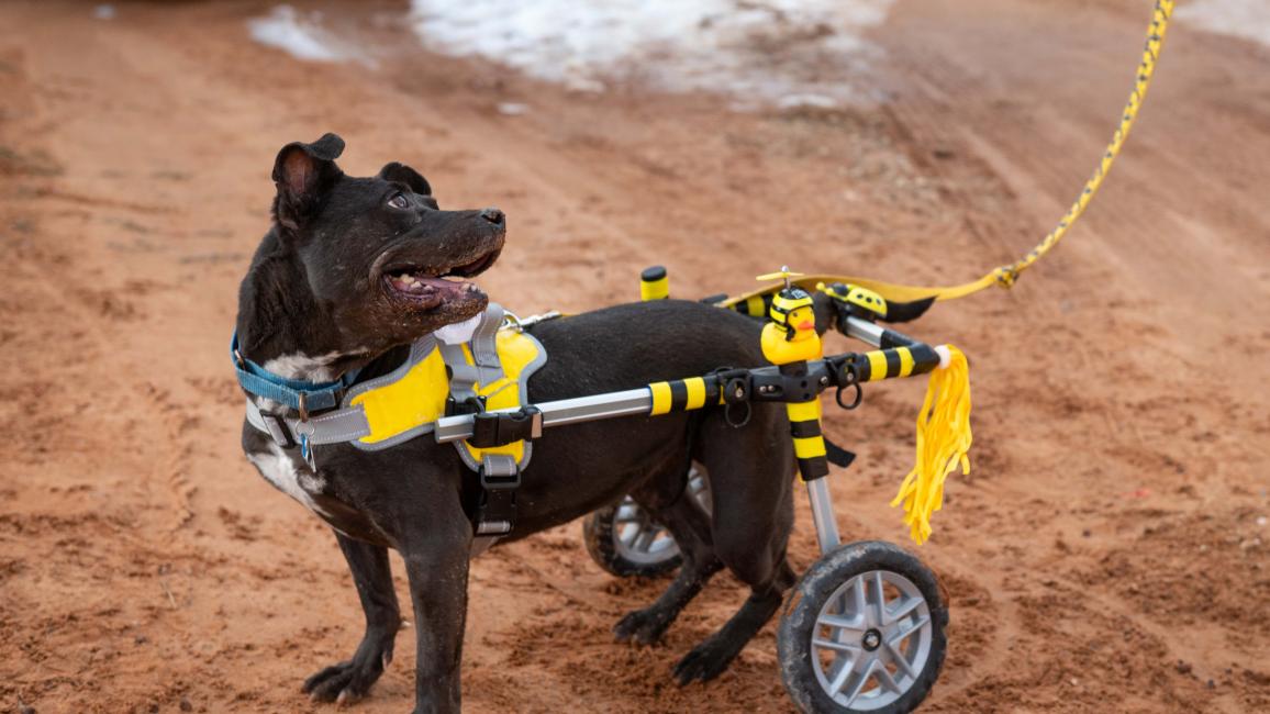 Bea Arthur the dog in her wheelchair