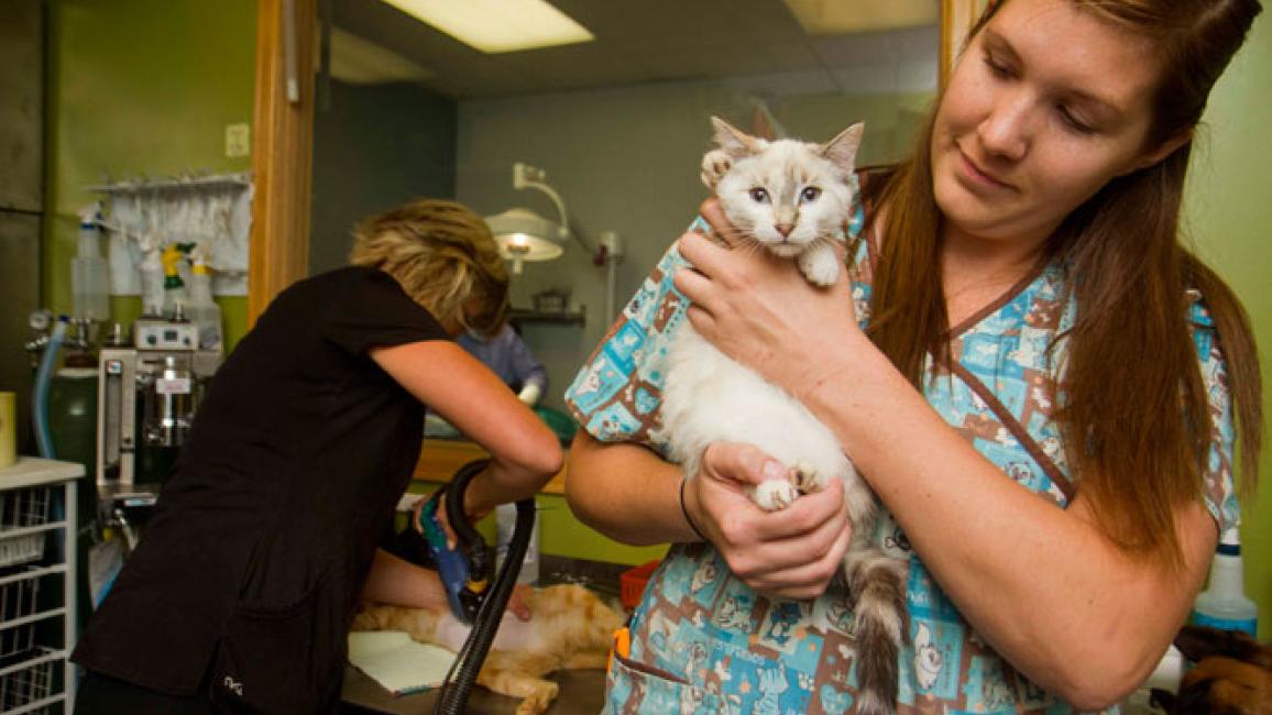 Vet tech holding a spayed cat