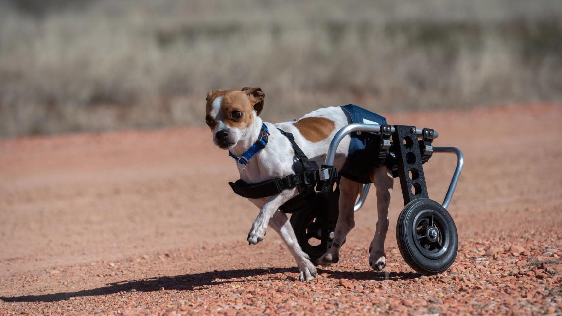 RoiLie the dog running in his wheelchair