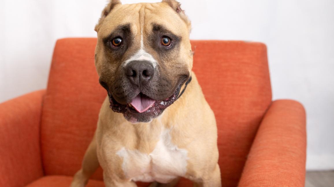 Beefy the dog sitting in an orange chair