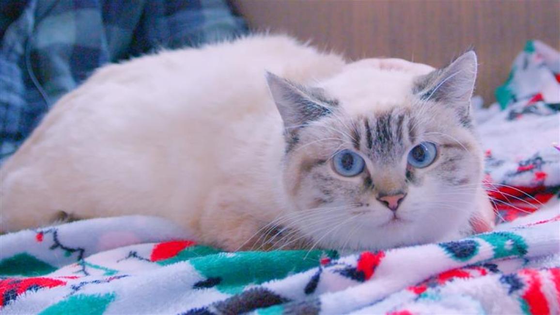 Bella the cat lying on a blanket