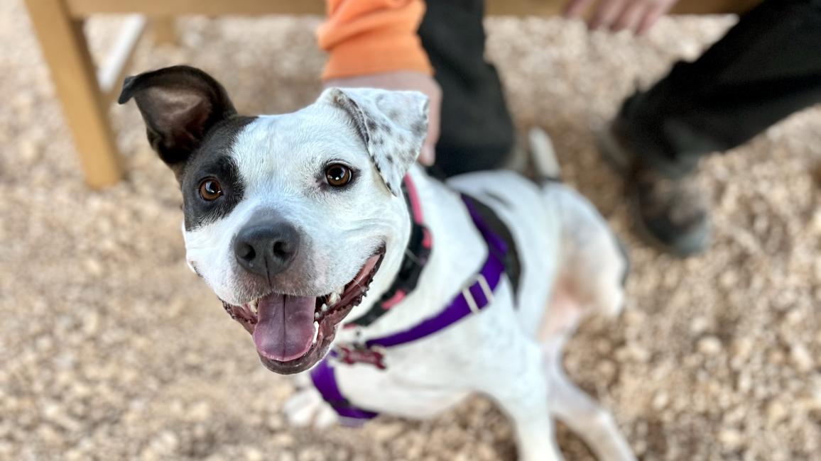 Bella the dog outside on a harness and leash with a person petting her