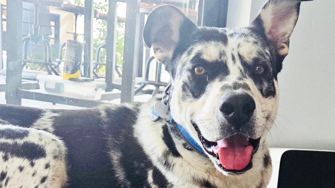 Ben the black and white dog lying beside a bowl with his name on it