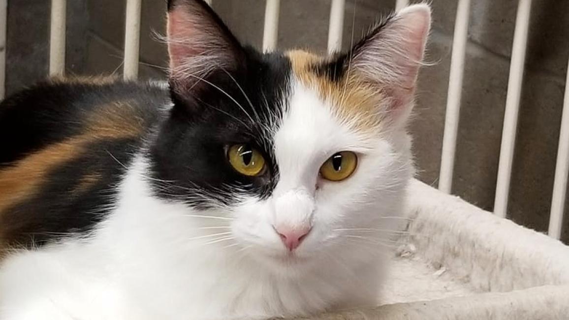 Calico cat lying on a cat tree in the Benson Animal Shelter shed