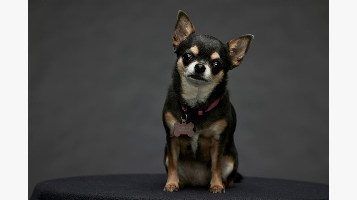 Betty the Chihuahua from the television program "Wlll Trent"