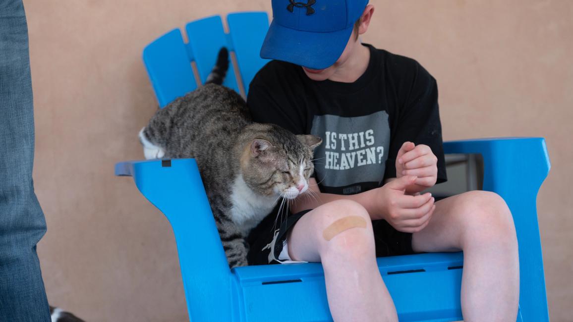 Big Papa the cat on a blue chair with a young volunteer wearing a hat