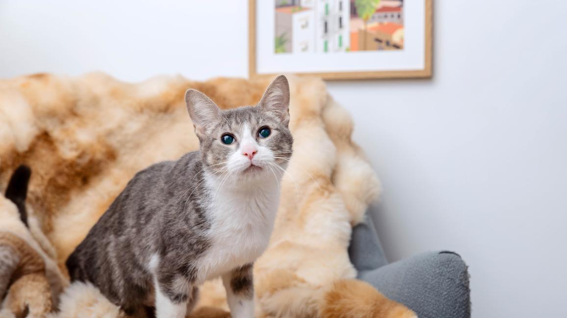 Gray tabby and white cat on a blanket on a chair