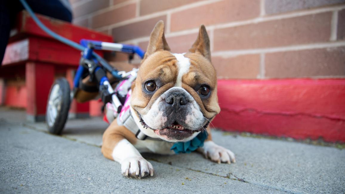 Birdie the French bulldog lying down with her wheelchair behind her