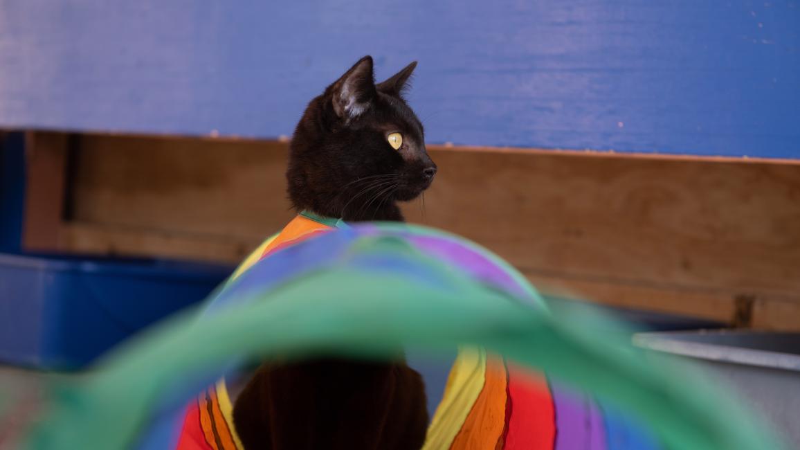 Prius the black cat at the end of a rainbow-colored tunnel