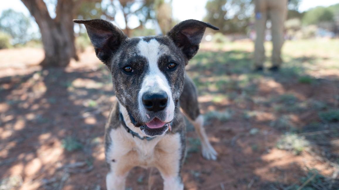 Blanche the dog standing outside