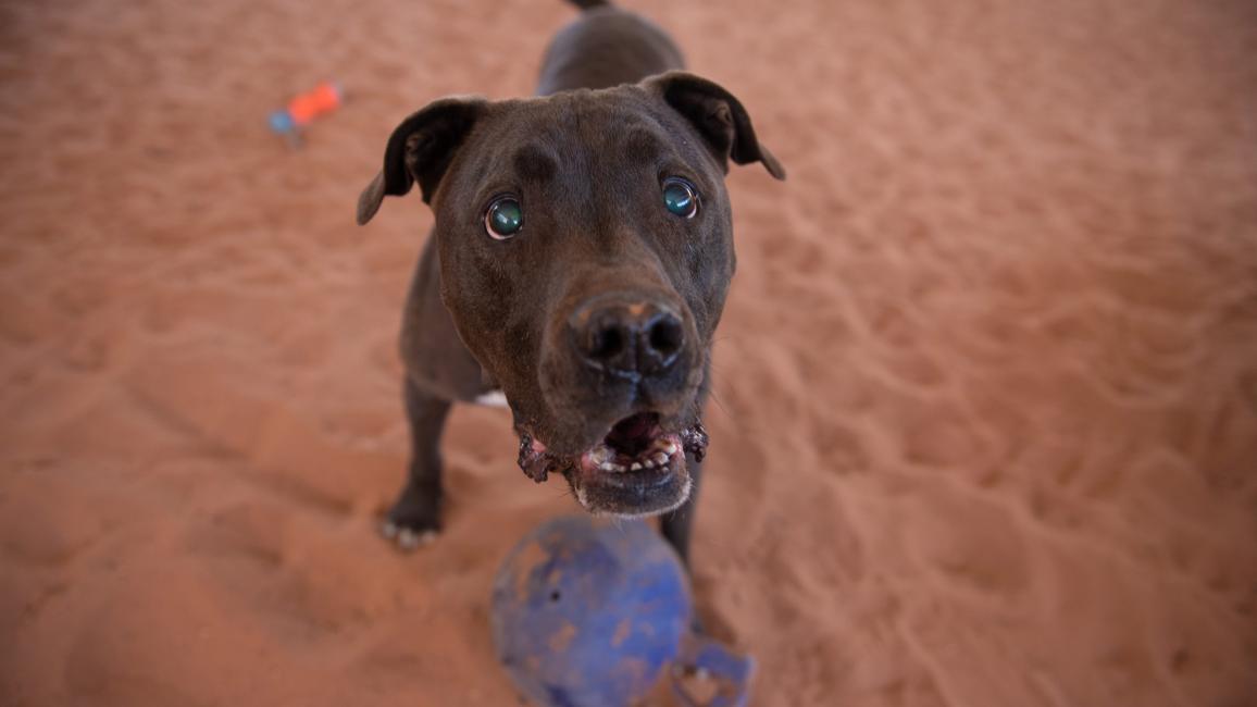 Moogan the dog looking up with a toy between his front feet