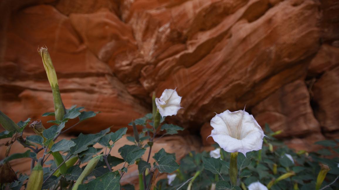 Datura flowers blooming in front of a red rock cliff in Angel Canyon