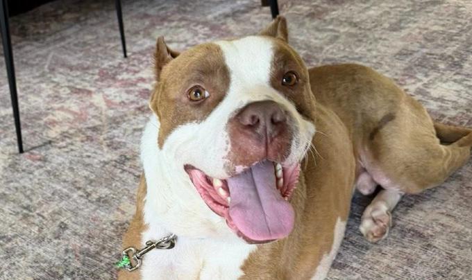 Balboa the dog lying down and smiling