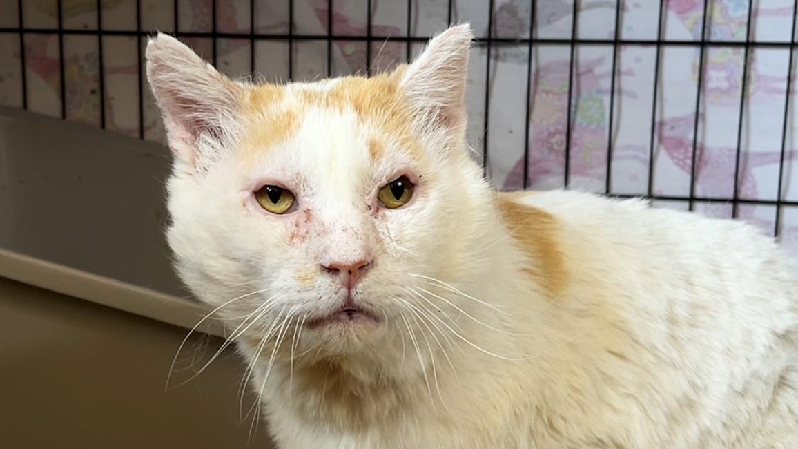 Bongo the cat after the surgery on his eyes