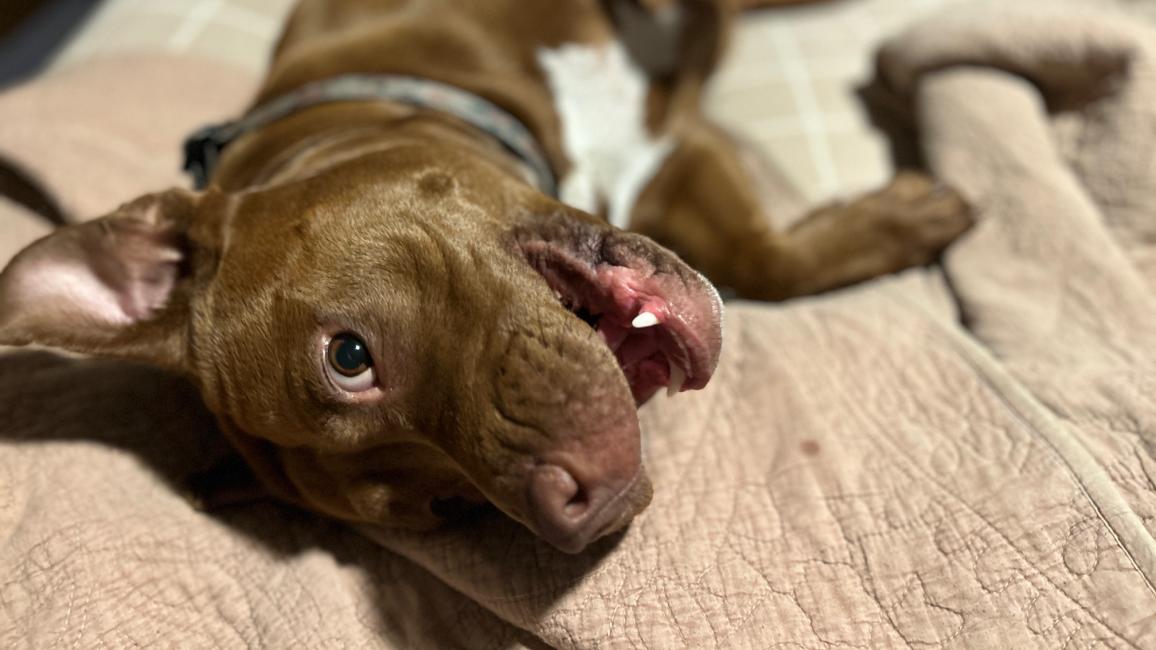 Bonnie the dog lying down with her mouth open