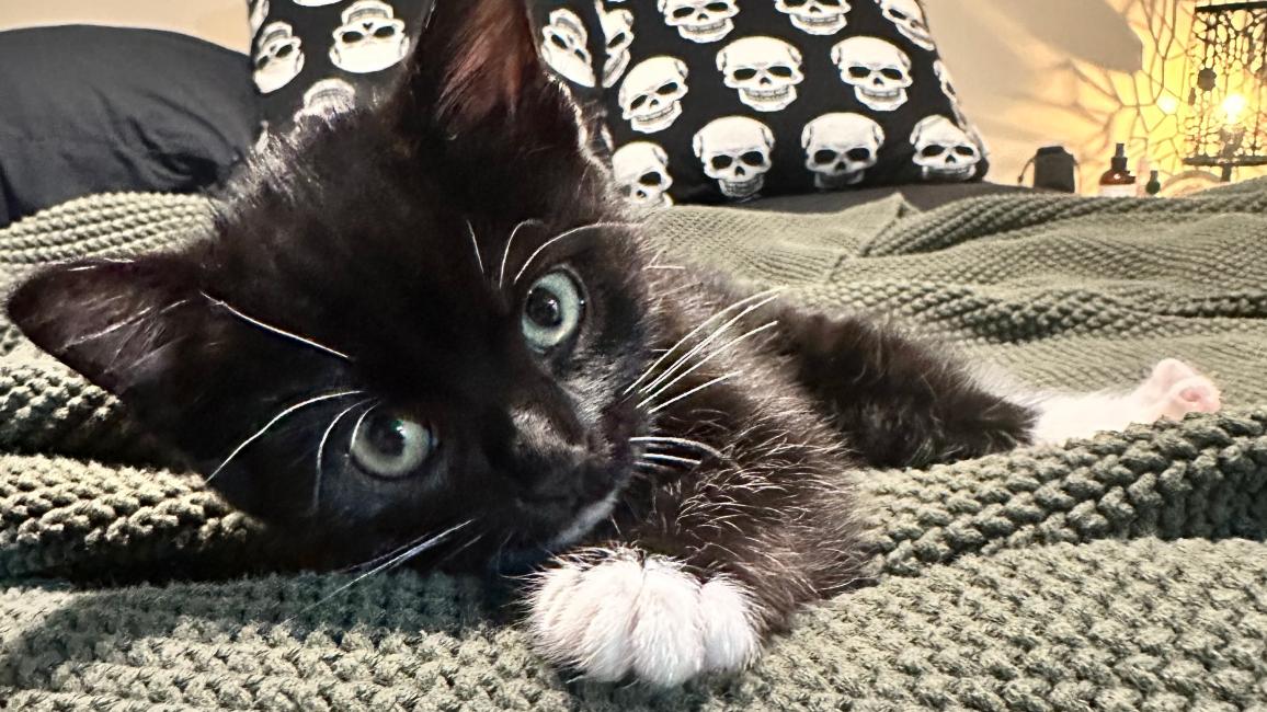 Boo, the black and white kitten, lying on a blanket