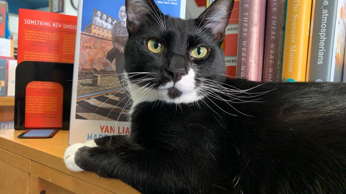 Malcolm the black and white cat lying next to some books