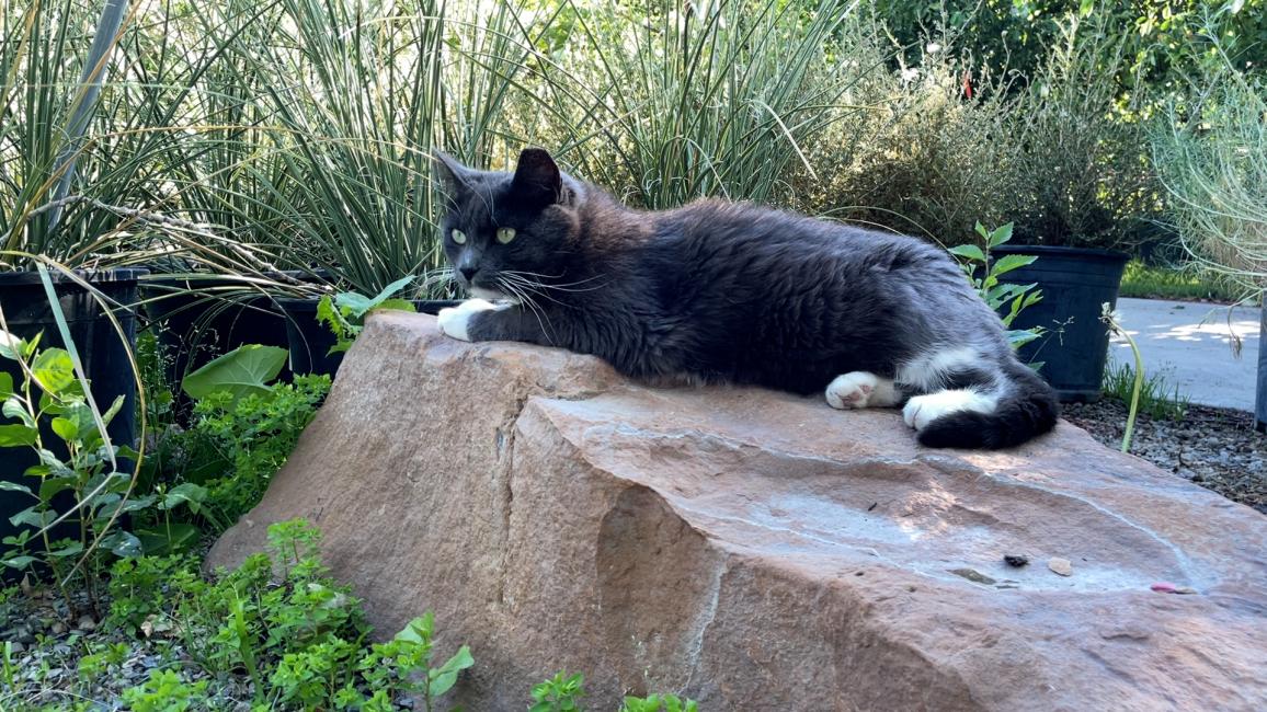 Boots the gray and white cat outside on a rock