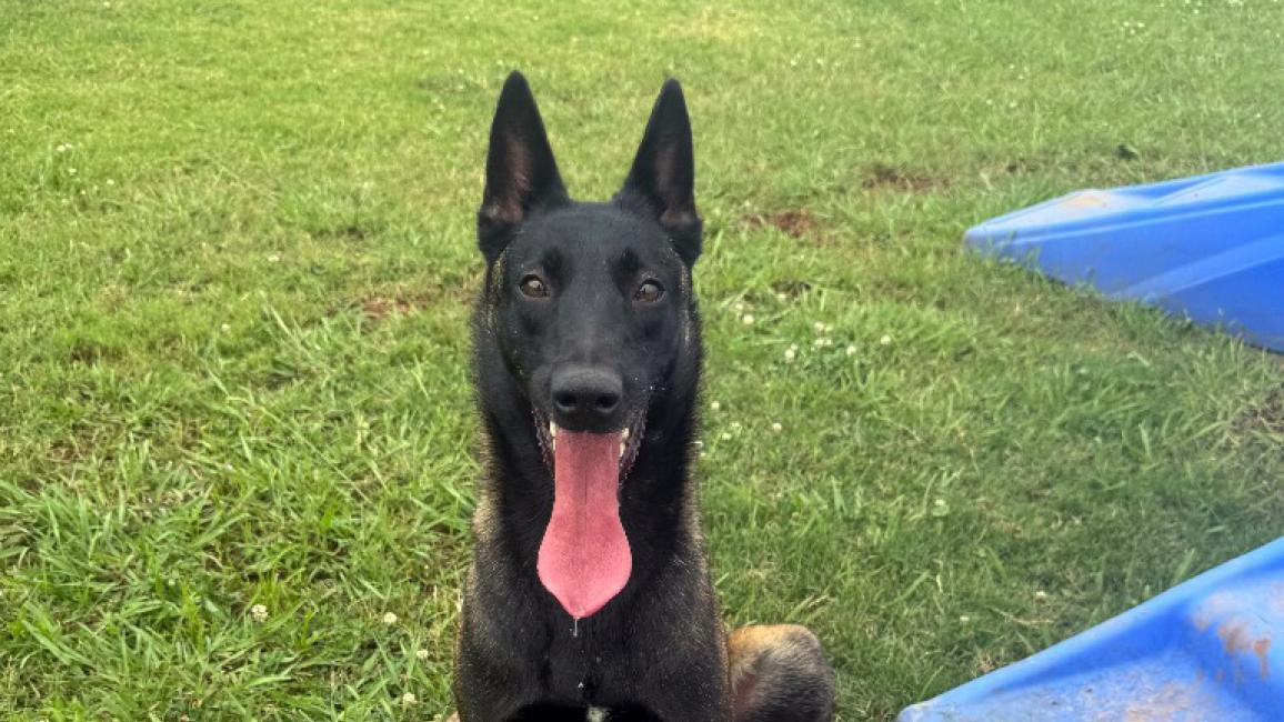 Scout the dog outside on green grass