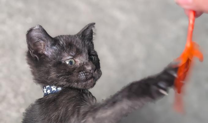 Bradley Cooper the kitten playing with a toy