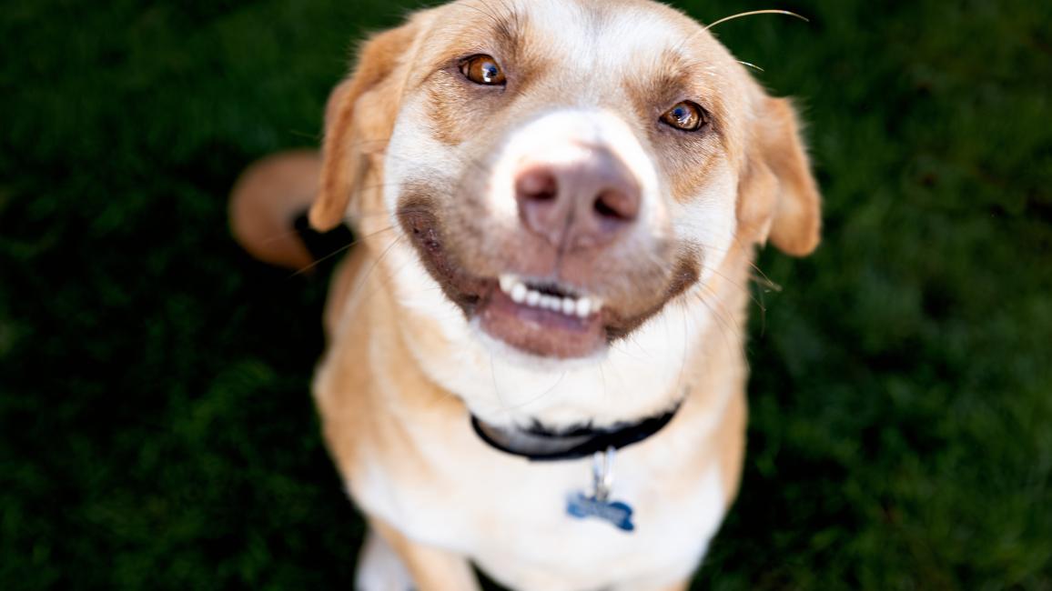 Daphne a tan dog who is smiling