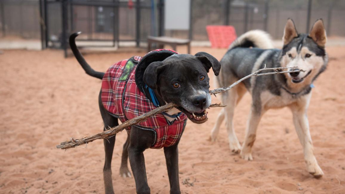 Britt the dog wearing a jacket holding a large stick in her mouth