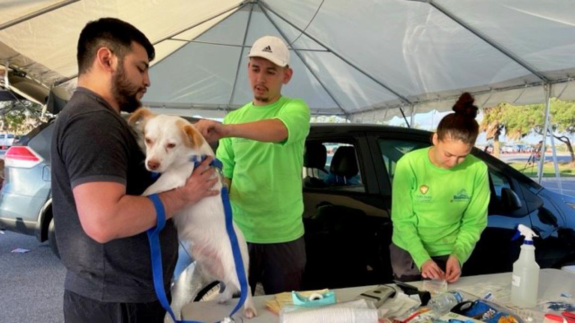 Small white and tan dog being vaccinated at the 12-hour vaccination clinic for all pets in the Rio Grande Valley