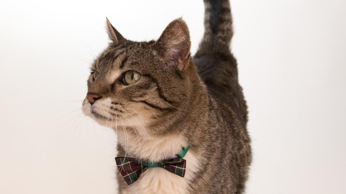 Bruce the cat wearing a bow tie with his tail up in the air