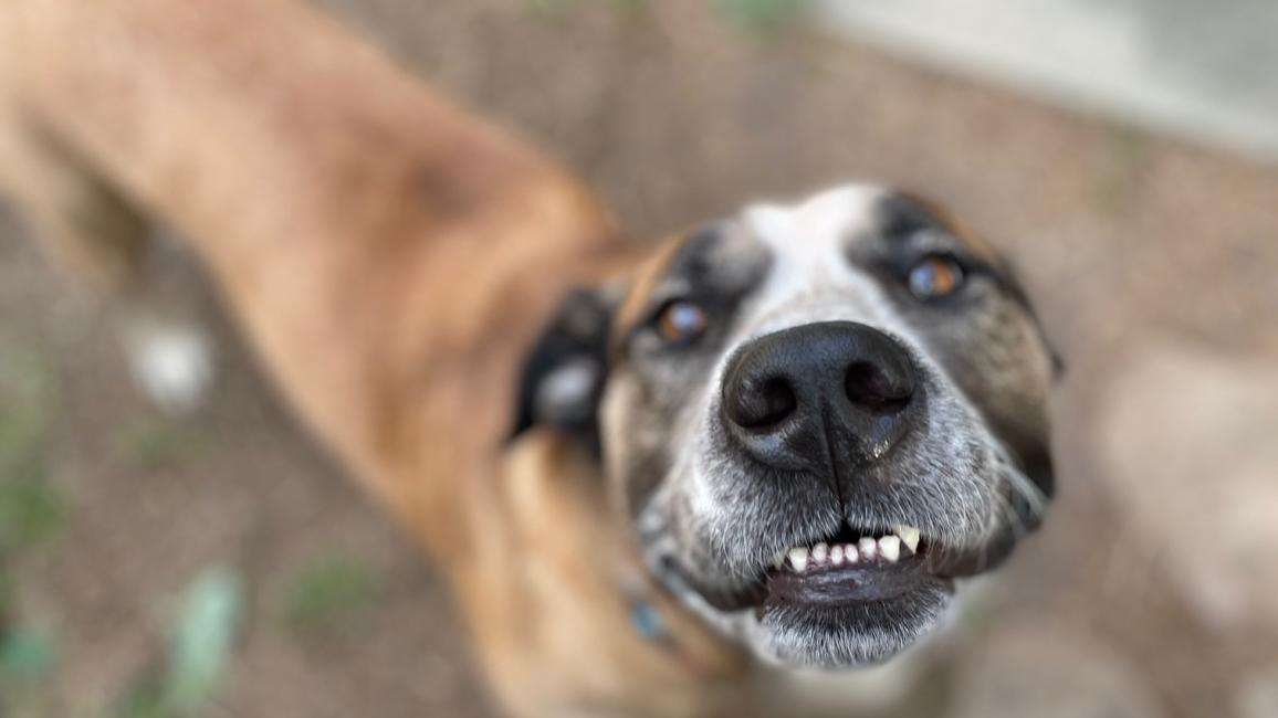 Brutus the dog looking up and smiling