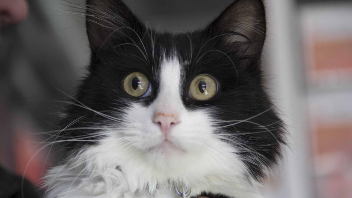 Selenium test image - create