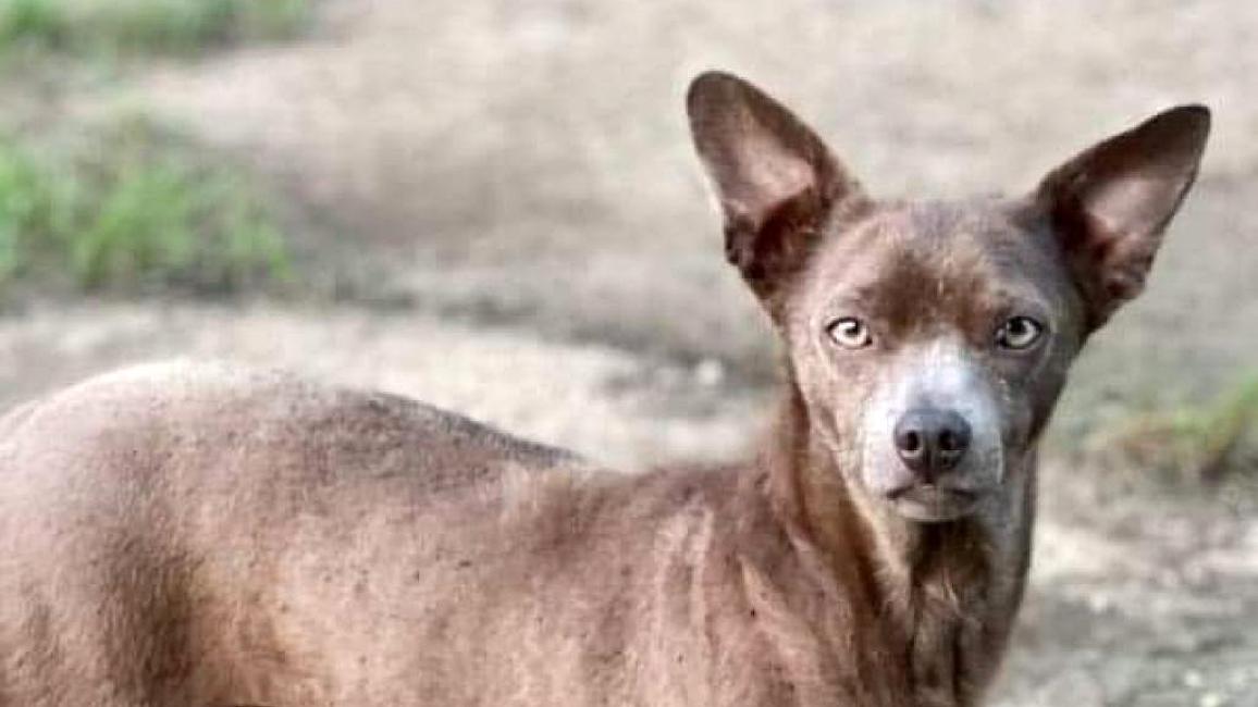 Buddy the brown Chihuahua mix standing outside