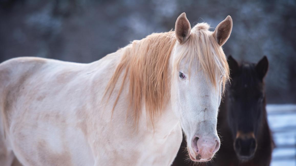 Bug the horse outside with another horse behind her
