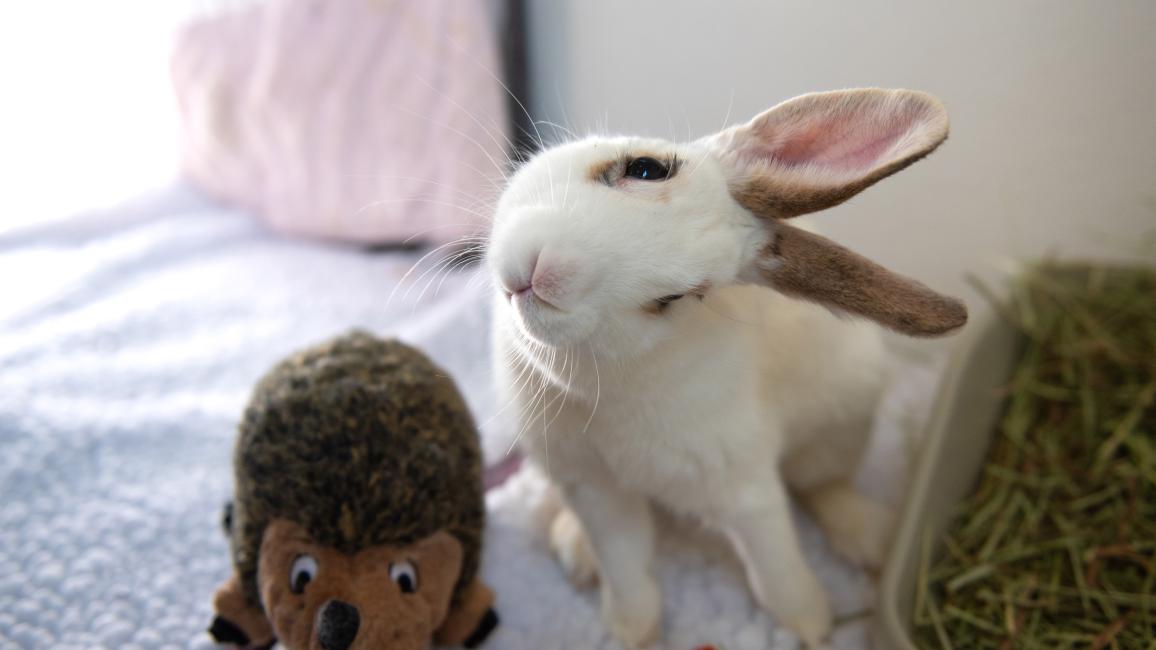 Clara the rabbit with head tilted, next to a hedgehog stuffed animal