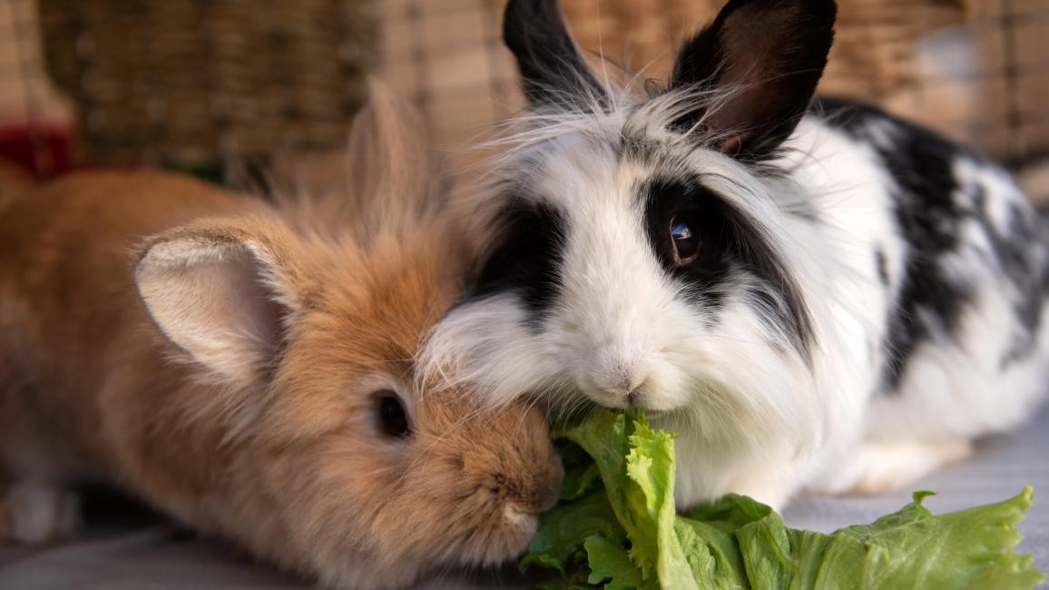 Oak and Annie the rabbits nibbling some lettuce