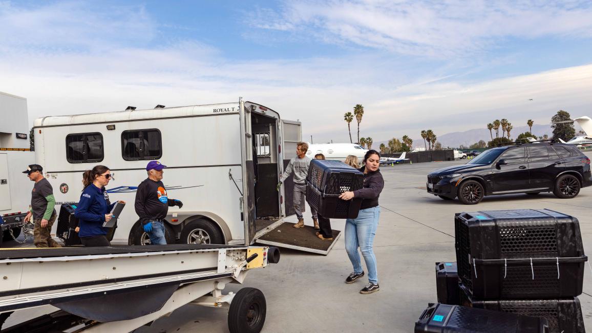 People loading carriers containing animals onto an airplane belt for transport