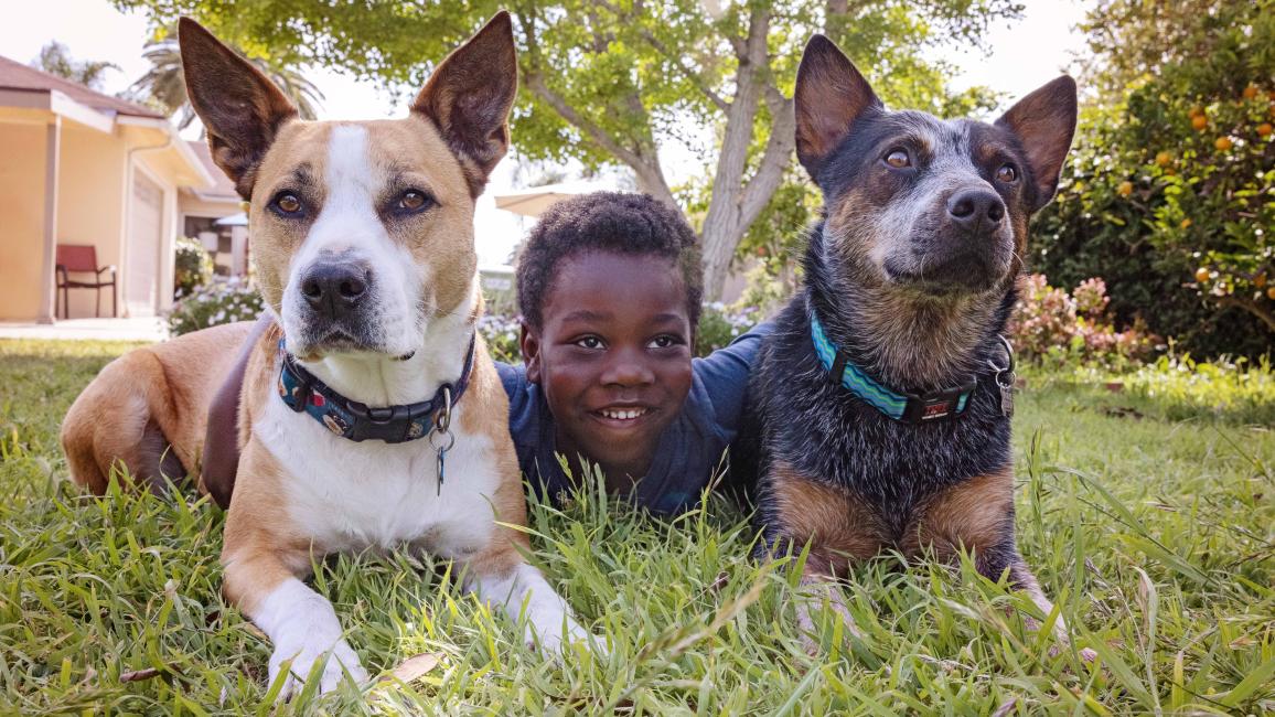 Child lying in grass between two dogs