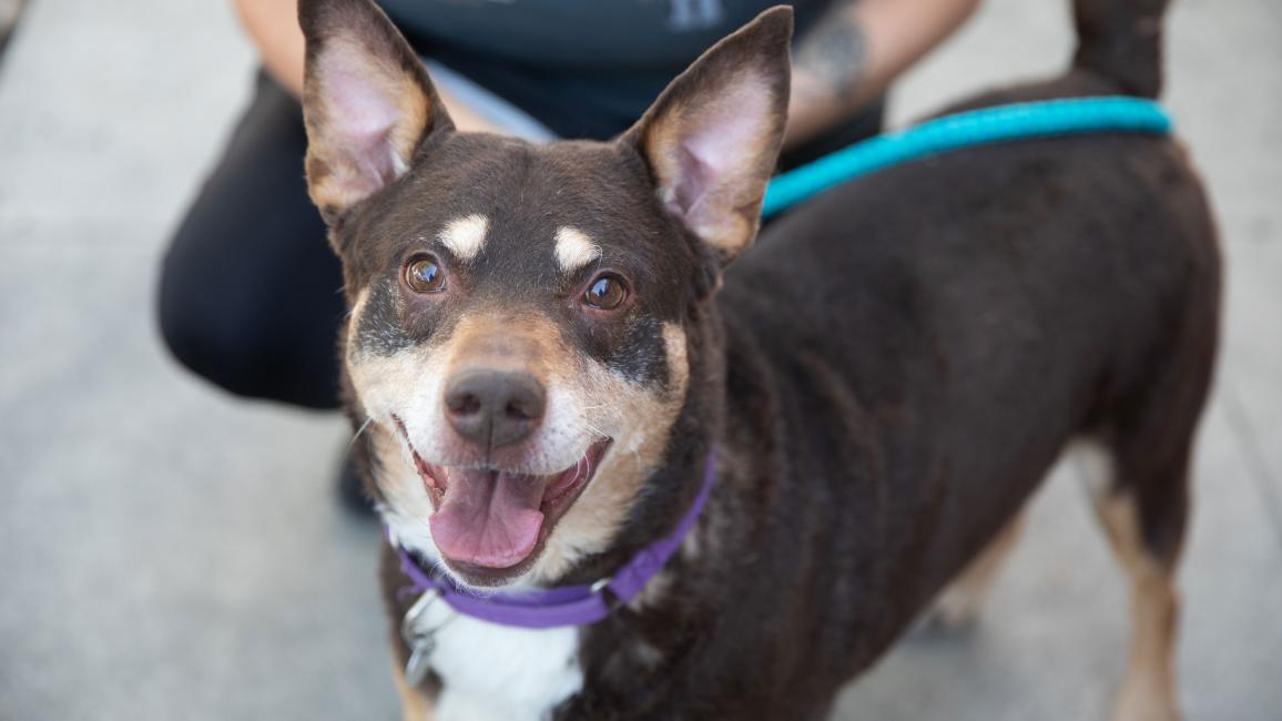 Smiling leashed dog in front of a person
