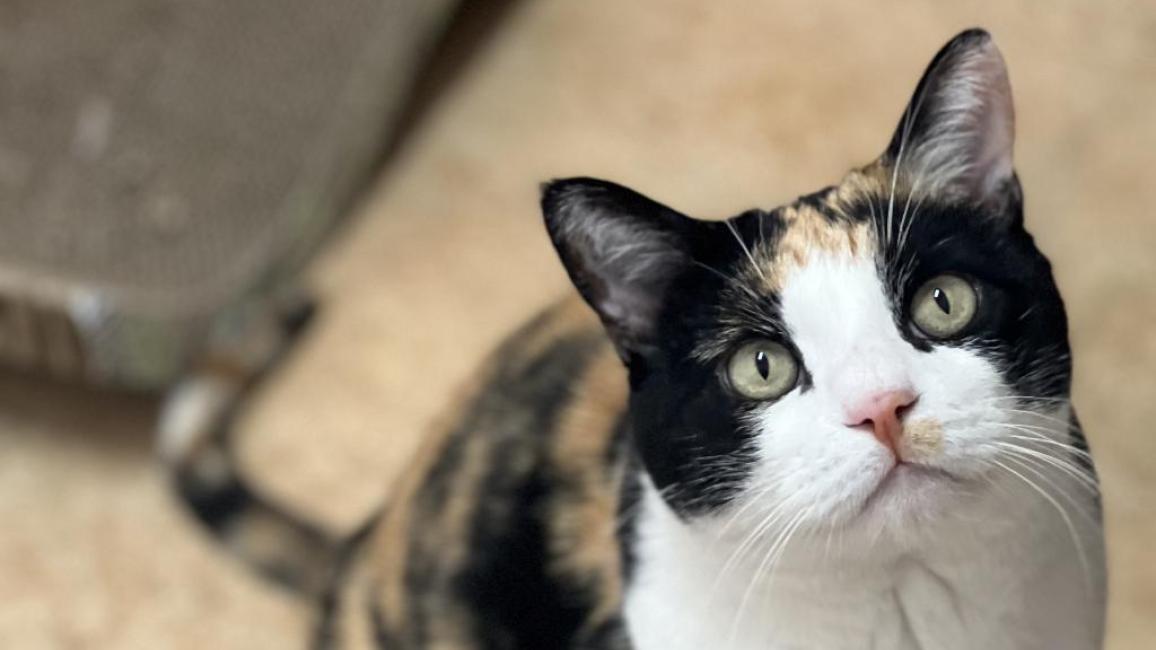 Calliope the calico cat