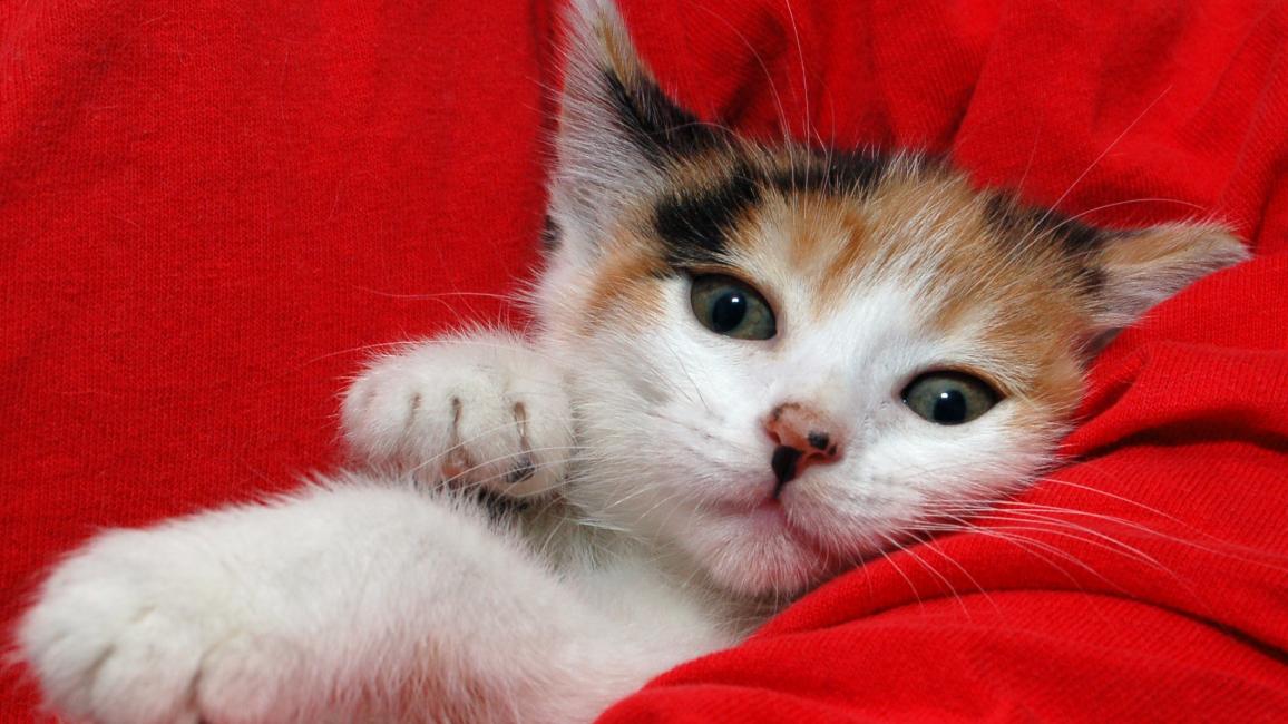 Selenium test image - create