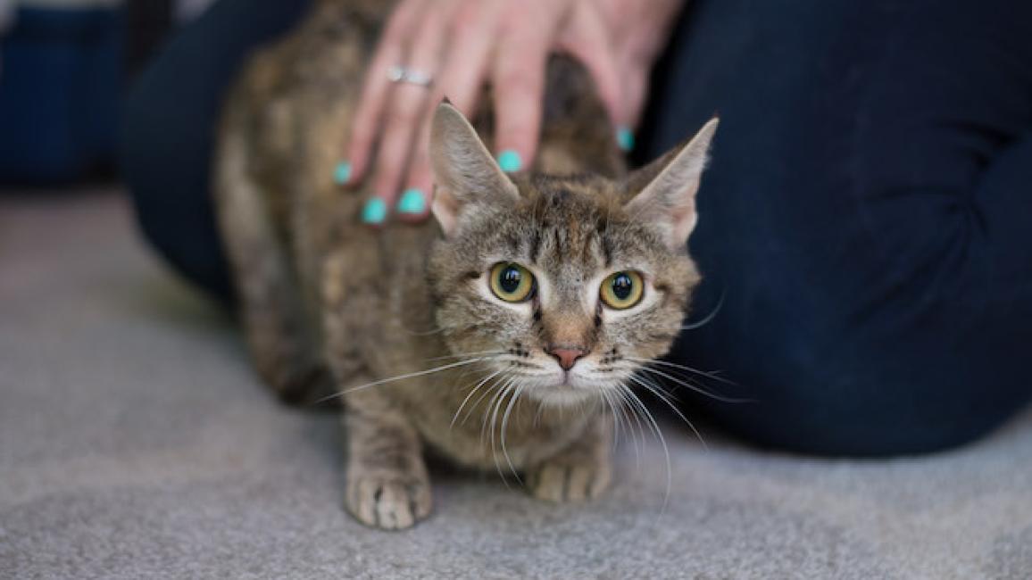 Sweet Cammy, now Camille