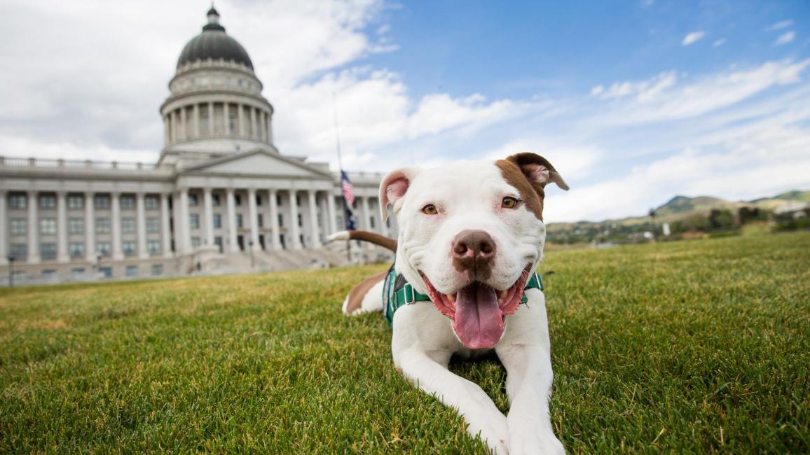 Captain Cowpants the dog lying in front of a Capitol building