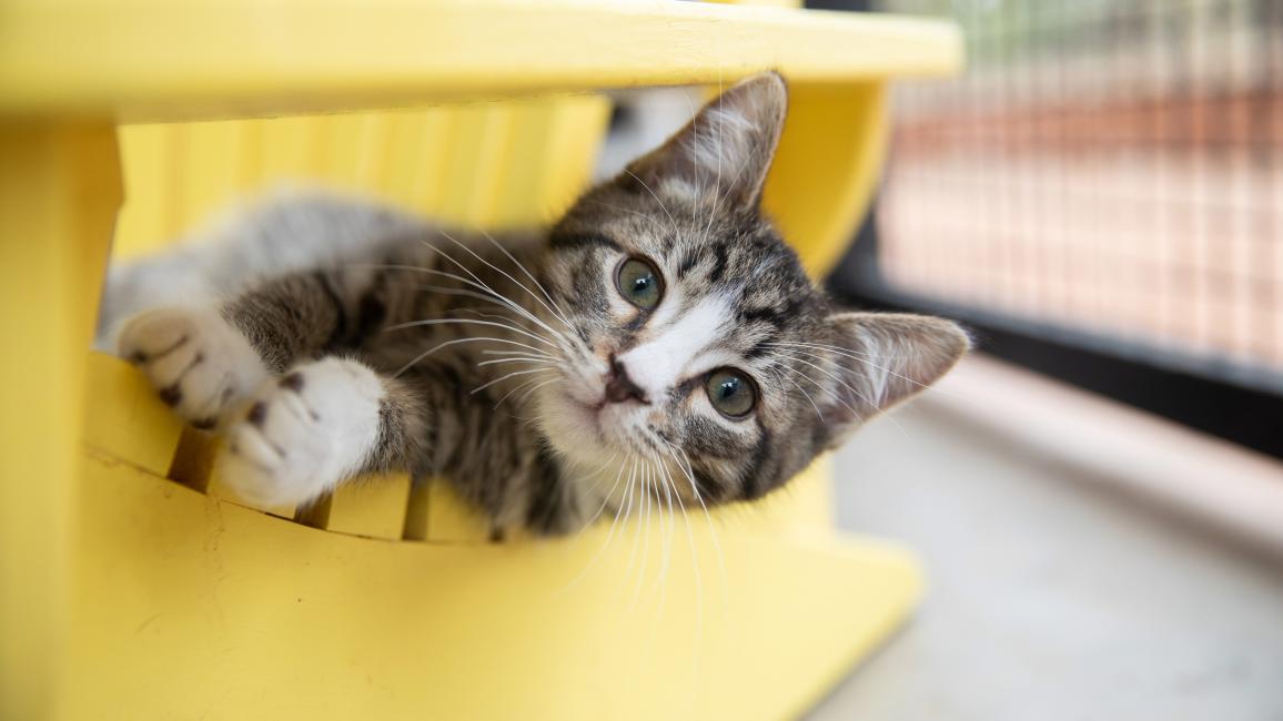 Tabby and white kitten, Carp, lying on a yellow chair