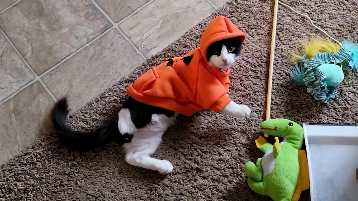 Norbert the kitten with three legs, lying on the floor wearing an orange outfit