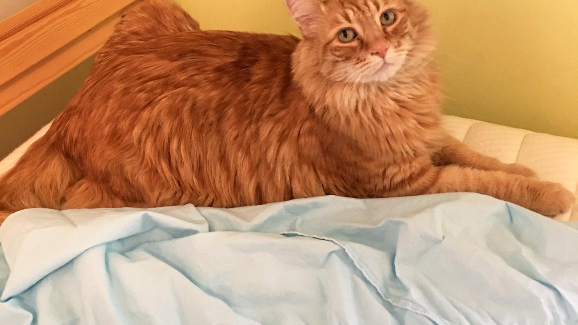 Archie the cat lying on a bed