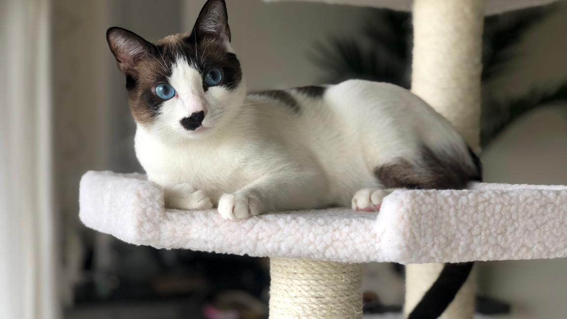 Monica the cat lying on a cat tree