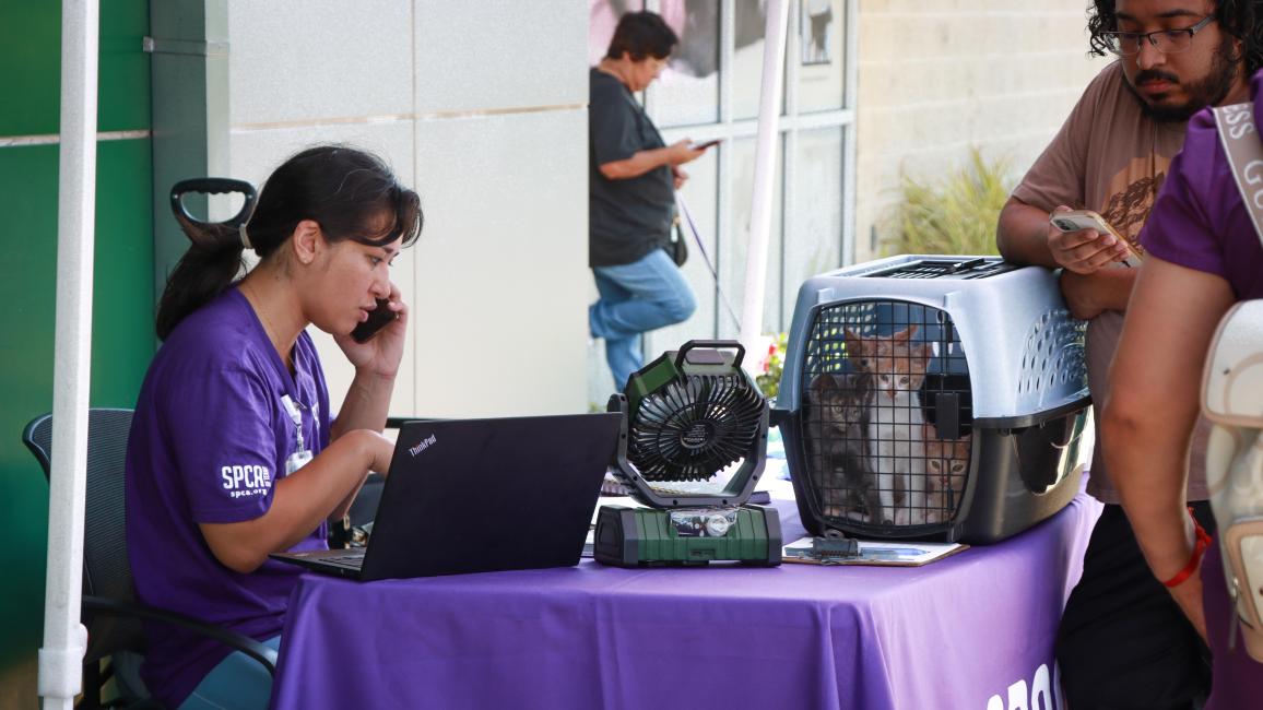 Person at the cat help desk on the phone with people and a carrier containing kittens