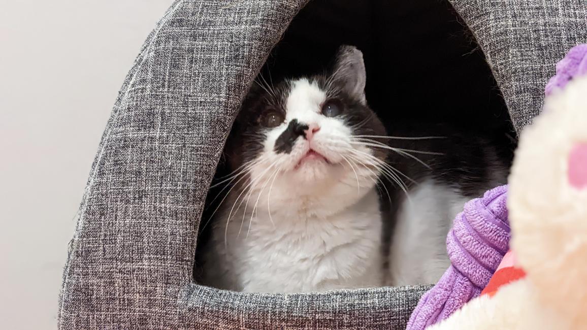 Cinderella the cat in an enclosed cat bed