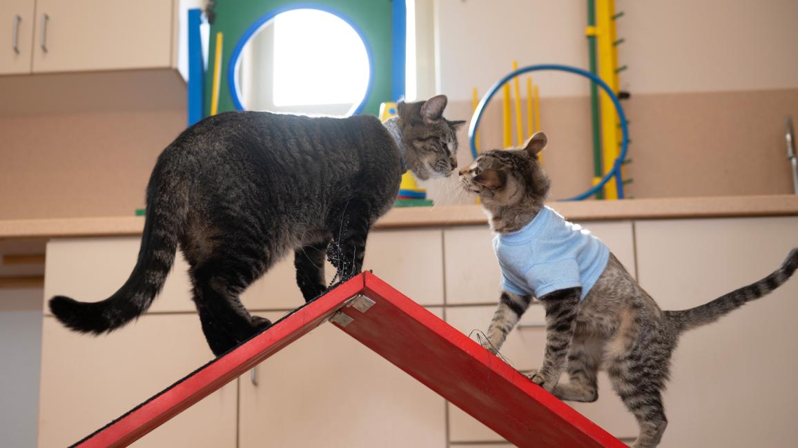 Elton the cat and Binks the kitten nose-to-nose on a red platform