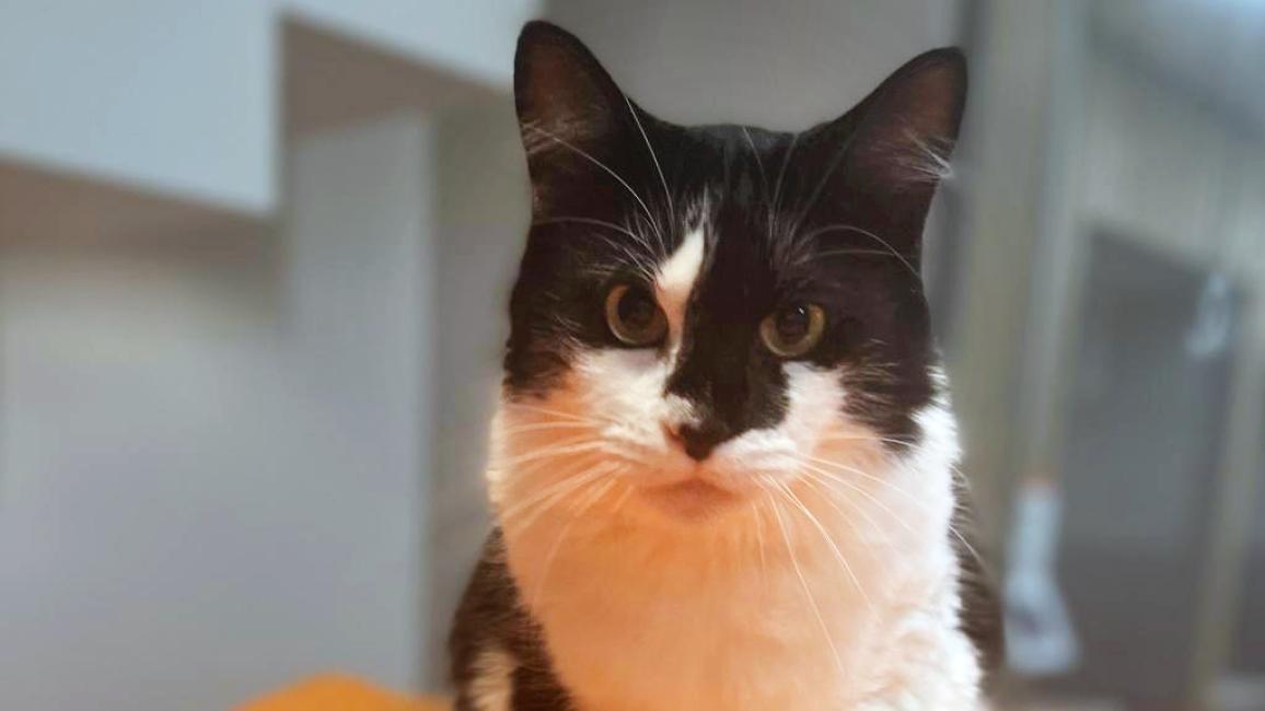 Fluff Fluff the black and white cat looking forward