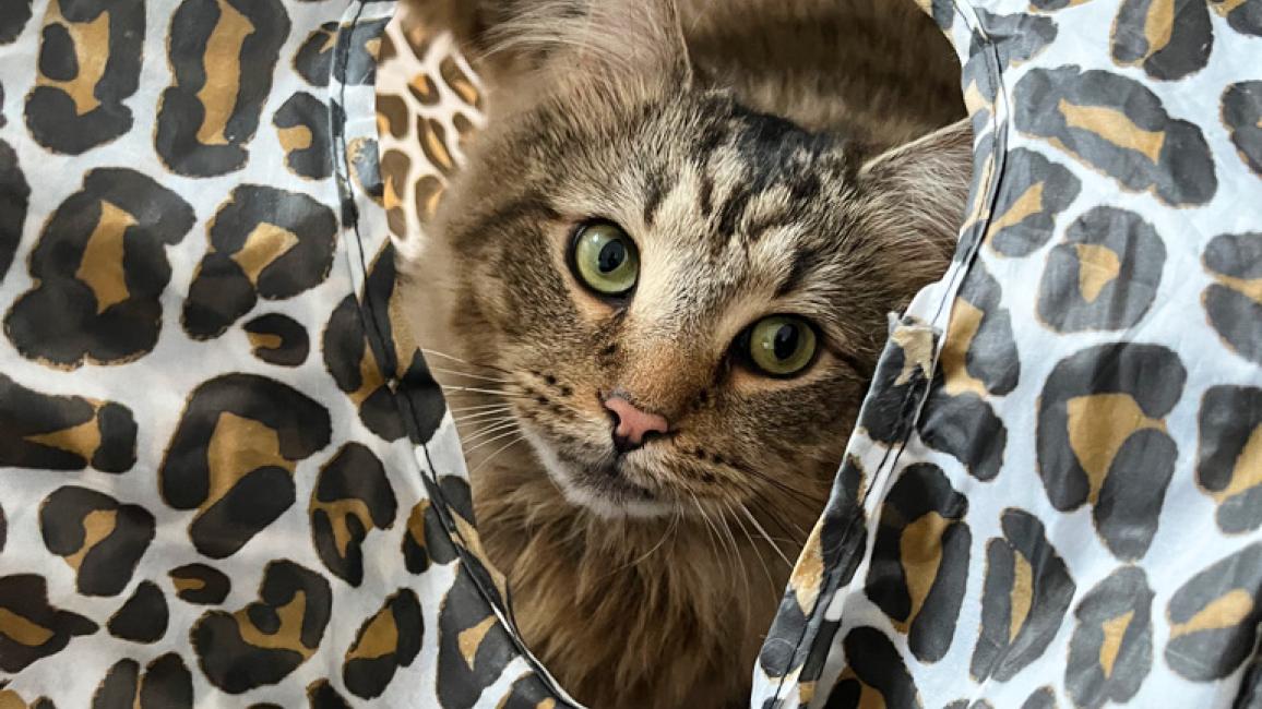 Lorcan the cat peeking out of a hole in a leopard-print cat tunnel